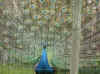 montale_2004_13.JPG (96825 byte)